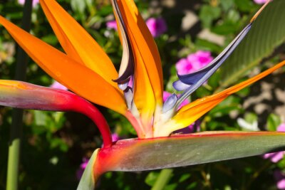 Papier peint  fleur de Strelitzia, oiseau du paradis