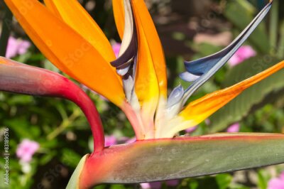 Papier peint  fleur de strelitzia, oiseau du paradis 