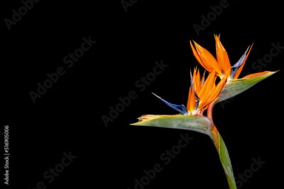 Papier peint  Fleur de strelitzia orange sur fond noir