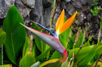 Papier peint  Fleur de Strelitzia reginae