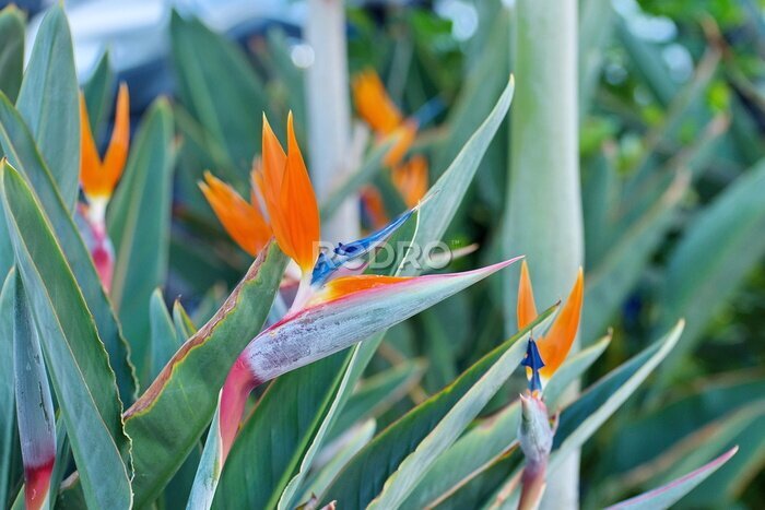 Papier peint  Fleur de Strelitzia Reginae (fleur d’oiseau de paradis).