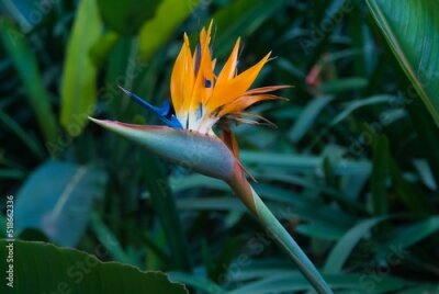 Papier peint  Fleur de Strelitzia sur fond de feuilles vertes