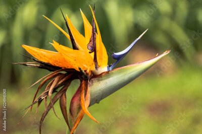 Papier peint  Fleur de Strelitzia sur fond naturel vert.