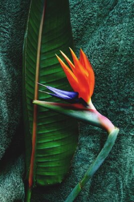 Papier peint  Fleur de strelitzia unique sur un fond vert