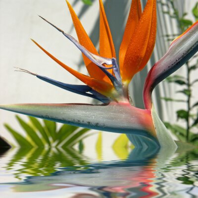 Papier peint  Fleur du Strelitzia