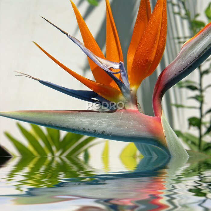 Papier peint  Fleur du Strelitzia