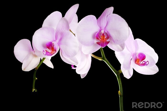 Papier peint  Fleur épanouie