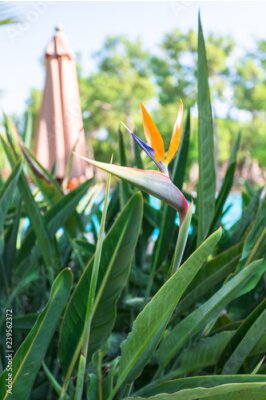 Papier peint  Fleur et feuilles de strelitzia ou oiseau de paradis