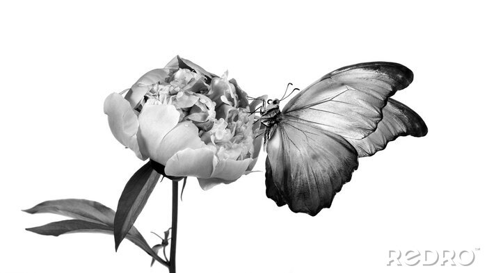 Papier peint  Fleur et papillon noir et blanc