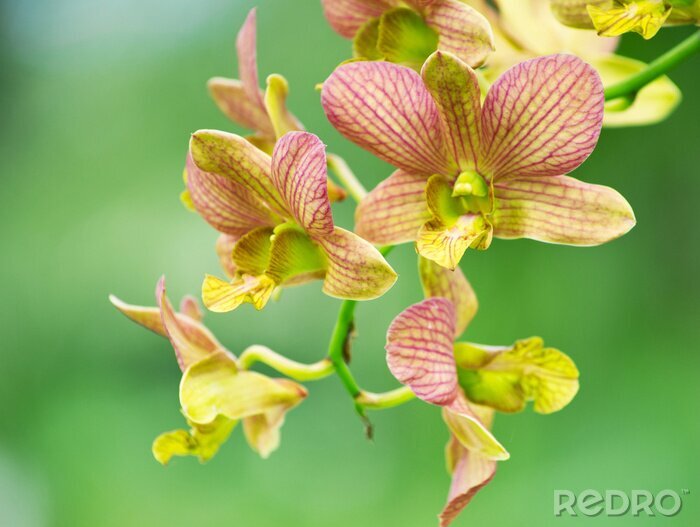 Papier peint  Fleur exotique sur fond vert