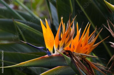 Papier peint  Fleur fleurissante de Strelitzia reginae tropicale