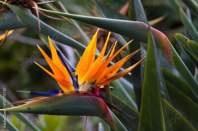 Papier peint  Fleur fleurissante de Strelitzia reginae tropicale