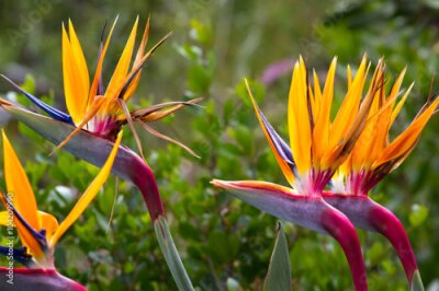 Papier peint  Fleur fleurissante de Strelitzia reginae tropicale