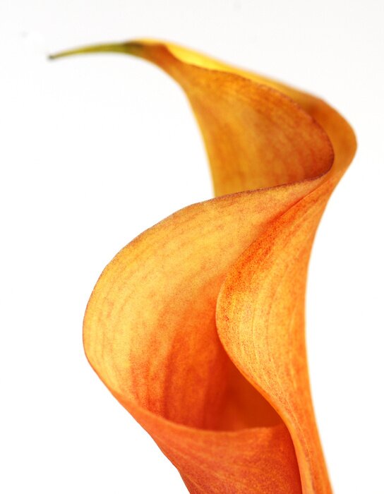 Papier peint  Fleur forme originale