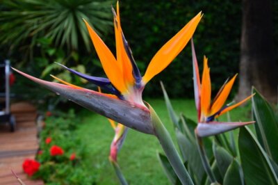 Papier peint  Fleur humide (Strelitzia reginae)