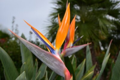 Papier peint  Fleur humide (Strelitzia reginae)