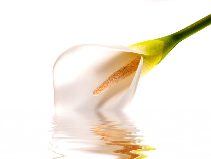 Papier peint  Fleur immergée dans l'eau