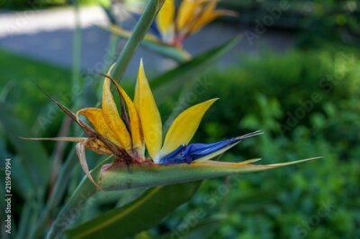 Papier peint  Fleur jaune oiseau du paradis, Strelitzia reginae, sur fond de jardin vert