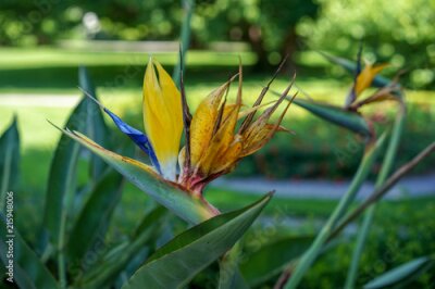 Papier peint  Fleur jaune oiseau du paradis, Strelitzia reginae, sur fond de jardin vert
