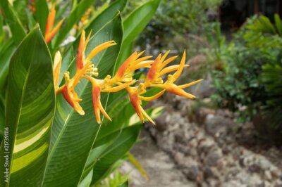 Papier peint  Fleur jaune ou Strelitzia reginae Ait dans le jardin.