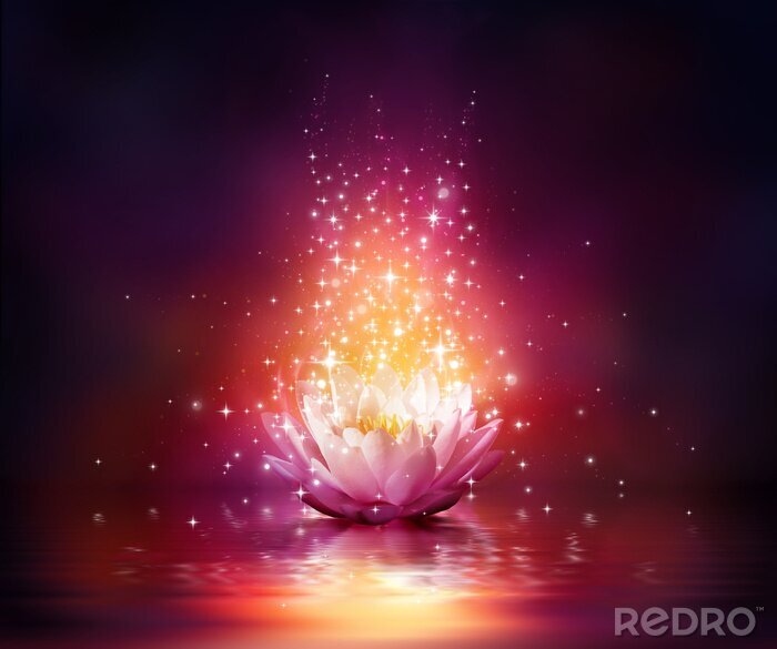 Papier peint  fleur magique sur l'eau