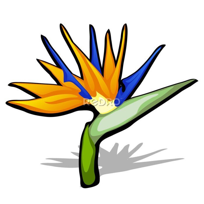 Papier peint  Fleur magnifique oiseau du paradis, Strelitzia reginae isolé sur fond blanc. Illustration de gros plan de dessin animé de vecteur.