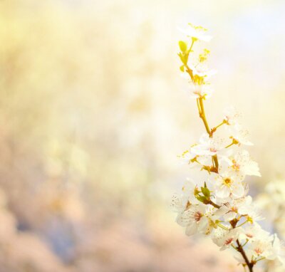 Fleur naturelle et rayons de soleil