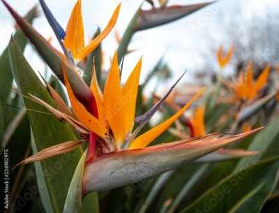 Papier peint  fleur oiseau de paradis (Strelitzia)