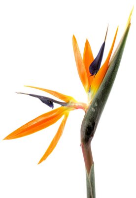 Papier peint  fleur oiseau de paradis, Strelitzia, blanc aime