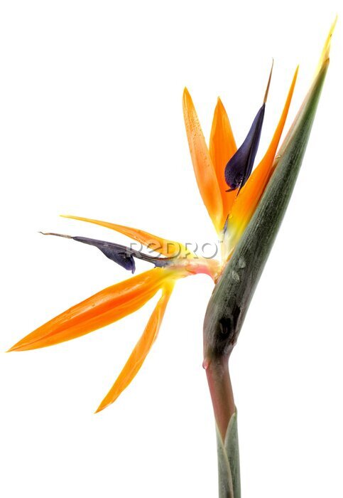 Papier peint  fleur oiseau de paradis, Strelitzia, blanc aime