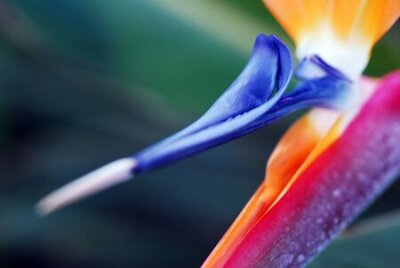 Papier peint  Fleur oiseau de paradis Strelitzia reginae