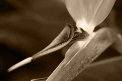 Papier peint  Fleur oiseau de paradis Strelitzia reginae