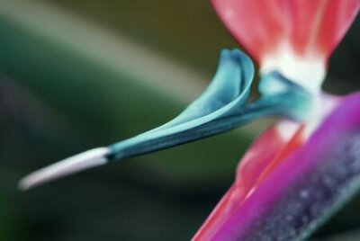 Papier peint  Fleur oiseau de paradis Strelitzia reginae