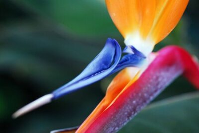 Papier peint  Fleur oiseau de paradis Strelitzia reginae