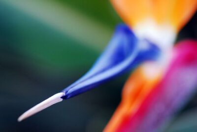 Papier peint  Fleur oiseau de paradis Strelitzia reginae