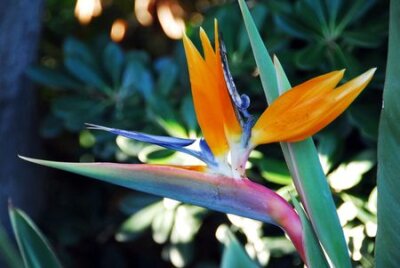 Papier peint  Fleur oiseau de paradis Strelitzia reginae