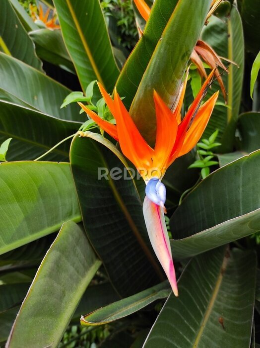 Papier peint  Fleur, oiseau du paradis, Strelitzia