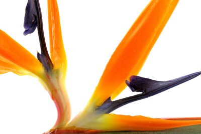Papier peint  fleur oiseau du paradis, strelitzia, blanc aime