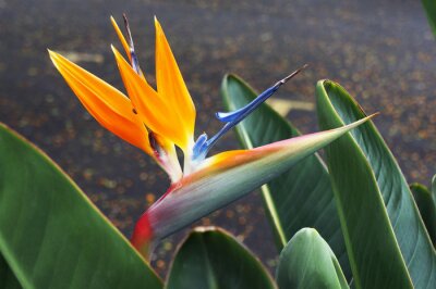Papier peint  Fleur oiseau-paradis (Strelitzia reginae).