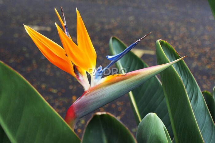 Papier peint  Fleur oiseau-paradis (Strelitzia reginae).