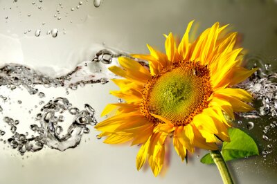 Fleur orange et eau