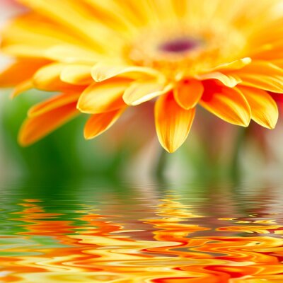 Papier peint  Fleur orange et son reflet dans l'eau