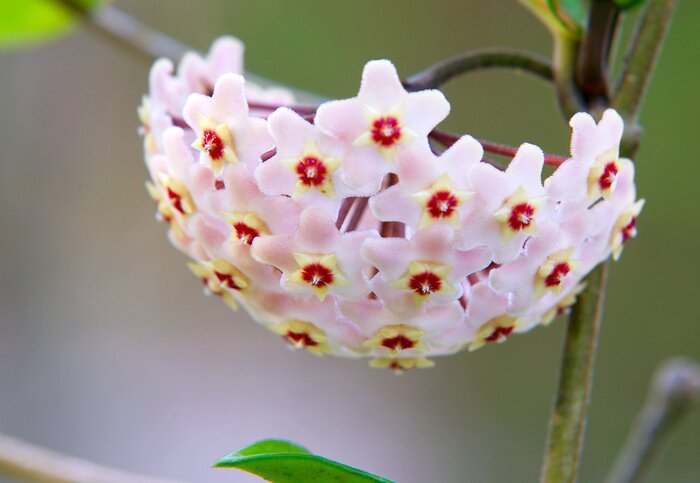 Papier peint  Fleur originale