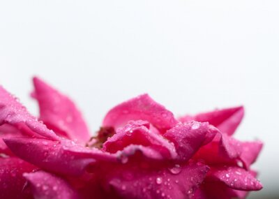 Papier peint  Fleur rose avec de la rosée