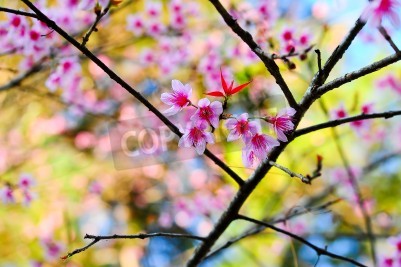 Papier peint  Fleur rose en floraison