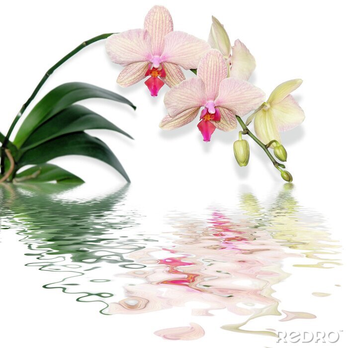 Papier peint  Fleur rose et eau