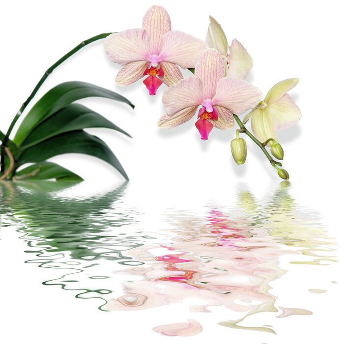 Papier peint  Fleur rose et eau