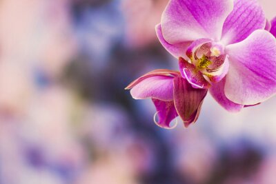 Papier peint  Fleur rose et orchidée phalaénopsis