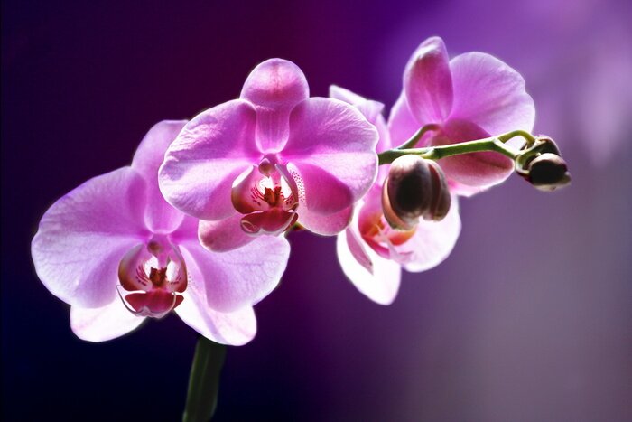 Papier peint  Fleur rose sur fond mauve