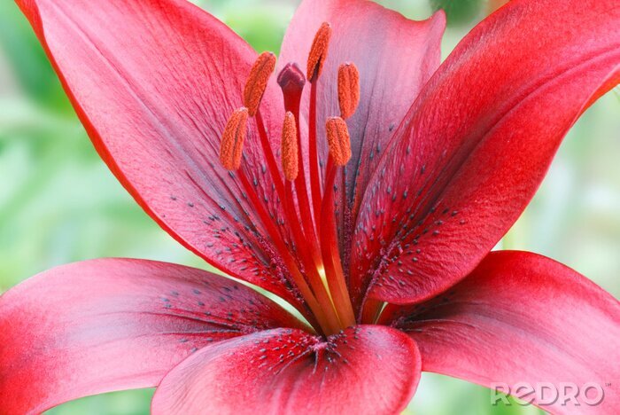 Papier peint  Fleur rouge avec les pistils